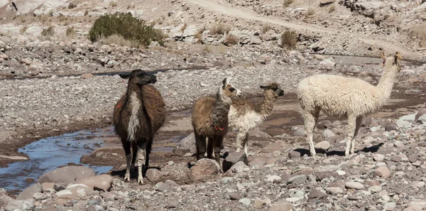 Grupo Llamas Hacia Valle Arcoiris Desierto Atacama Chile — Foto de Stock