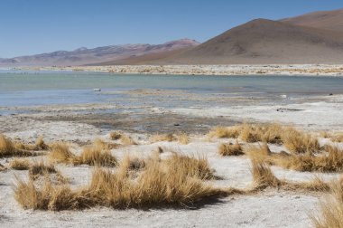 Arka planda Salar de Chalviri ile Laguna y Termas de Polques kaplıca havuzu, Salar de Uyuni, Potosi, Bolivya - Güney Amerika