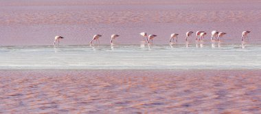 Deniz seviyesinden 4300 m yükseklikte Bolivya Eduardo Avaroa Ulusal Rezerv içinde Uyuni yakınlarındaki Altiplano üzerinde Kızıl Göl, ya da Laguna Colorada pembe flamingolar Grubu - Bolivya
