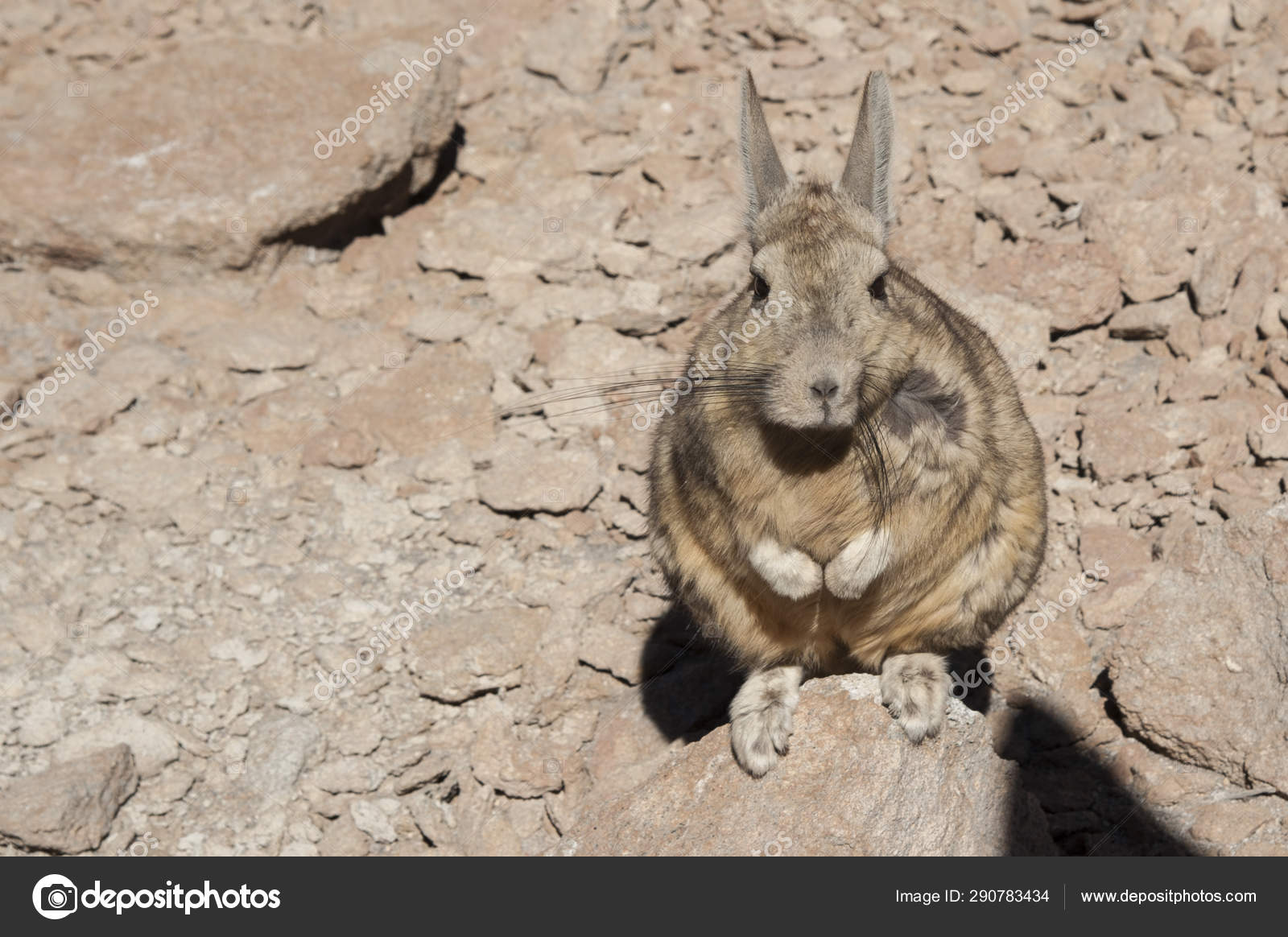 Download - Southern Viscacha or Vizcacha (Lagidium Viscacia) in Siloli ...