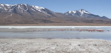 Laguna Chiarkota pembe flamingolar - Sandalye Kkota (4700 mt) Bolivya altiplano güneybatısında sığ bir tuzlu göl