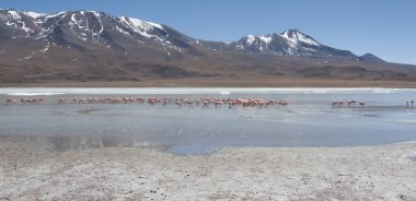 Laguna Chiarkota pembe flamingolar - Sandalye Kkota (4700 mt) Bolivya altiplano güneybatısında sığ bir tuzlu göl