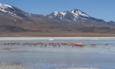 Laguna Chiarkota pembe flamingolar - Sandalye Kkota (4700 mt) Bolivya altiplano güneybatısında sığ bir tuzlu göl