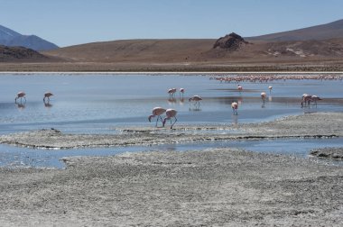Laguna Chiarkota pembe flamingolar - Sandalye Kkota (4700 mt) Bolivya altiplano güneybatısında sığ bir tuzlu göl