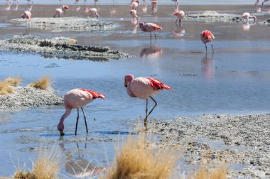 Laguna Chiarkota pembe flamingolar - Sandalye Kkota (4700 mt) Bolivya altiplano güneybatısında sığ bir tuzlu göl