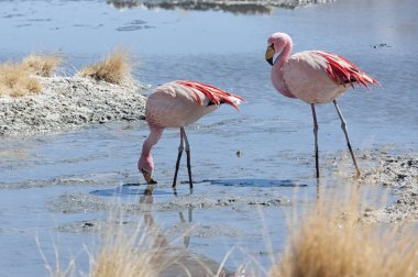 Laguna Chiarkota pembe flamingolar - Sandalye Kkota (4700 mt) Bolivya altiplano güneybatısında sığ bir tuzlu göl