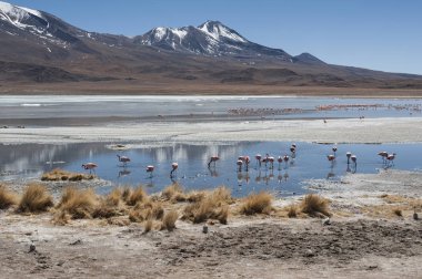 Laguna Chiarkota pembe flamingolar - Sandalye Kkota (4700 mt) Bolivya altiplano güneybatısında sığ bir tuzlu göl