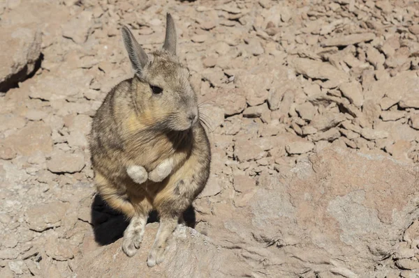 Siloli Çölü'nde Güney Viscacha veya Vizcacha (Lagidium Viscacia) - Bolivya, Güney Amerika
