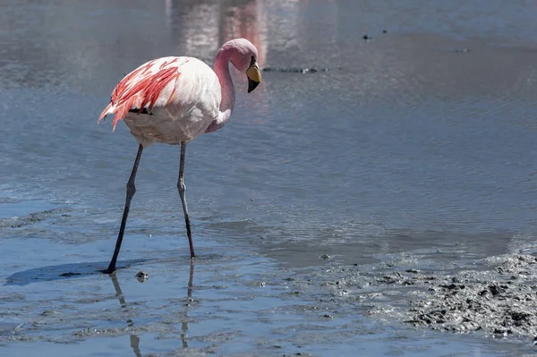 Laguna Chiarkota pembe flamingolar - Sandalye Kkota (4700 mt) Bolivya altiplano güneybatısında sığ bir tuzlu göl
