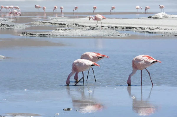 Pink Flamingos Laguna Chiarkota Krzesło Kkota 4700 Jest Płytkie Słone — Zdjęcie stockowe