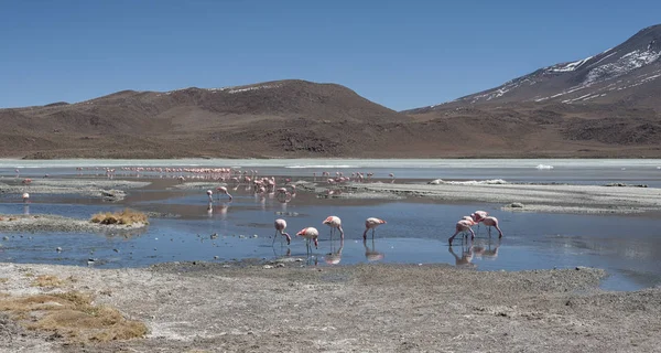 Pink Flamingos Laguna Chiarkota Chair Kkota 4700 Shallow Saline Lake — Stock Photo, Image