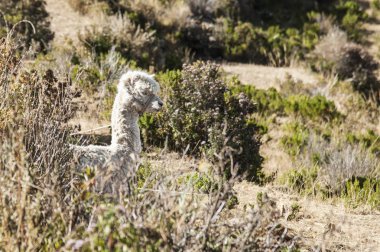 Titicaca Gölü Üzerinde Isla Del Sol tipik Bolivya lama - Bolivya