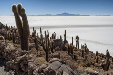 Trichoreceus Kaktüs Isla Incahuasi (Isla del Pescado-Balık Adası) dünyanın en büyük tuz ovası Salar de Uyuni, Bolivya ortasında