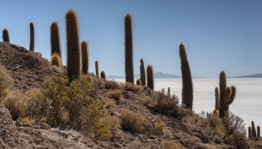 Trichoreceus Kaktüs Isla Incahuasi (Isla del Pescado-Balık Adası) dünyanın en büyük tuz ovası Salar de Uyuni, Bolivya ortasında
