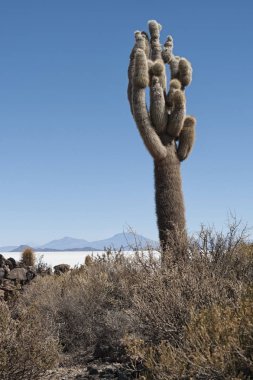 Trichoreceus Kaktüs Isla Incahuasi (Isla del Pescado-Balık Adası) dünyanın en büyük tuz ovası Salar de Uyuni, Bolivya ortasında