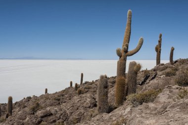 Trichoreceus Kaktüs Isla Incahuasi (Isla del Pescado-Balık Adası) dünyanın en büyük tuz ovası Salar de Uyuni, Bolivya ortasında