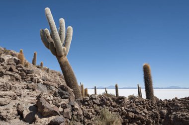 Trichoreceus Kaktüs Isla Incahuasi (Isla del Pescado-Balık Adası) dünyanın en büyük tuz ovası Salar de Uyuni, Bolivya ortasında