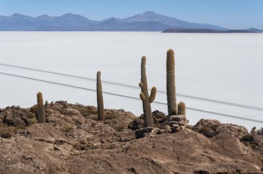 Trichoreceus Kaktüs Isla Incahuasi (Isla del Pescado-Balık Adası) dünyanın en büyük tuz ovası Salar de Uyuni, Bolivya ortasında