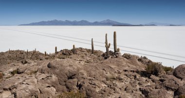 Trichoreceus Kaktüs Isla Incahuasi (Isla del Pescado-Balık Adası) dünyanın en büyük tuz ovası Salar de Uyuni, Bolivya ortasında