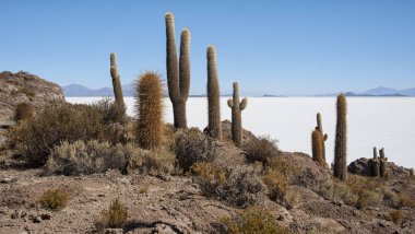 Trichoreceus Kaktüs Isla Incahuasi (Isla del Pescado-Balık Adası) dünyanın en büyük tuz ovası Salar de Uyuni, Bolivya ortasında