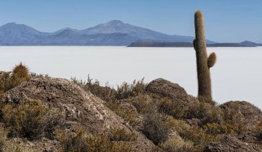 Trichoreceus Kaktüs Isla Incahuasi (Isla del Pescado-Balık Adası) dünyanın en büyük tuz ovası Salar de Uyuni, Bolivya ortasında
