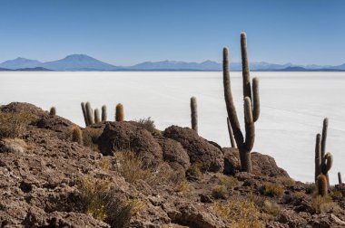 Trichoreceus Kaktüs Isla Incahuasi (Isla del Pescado-Balık Adası) dünyanın en büyük tuz ovası Salar de Uyuni, Bolivya ortasında