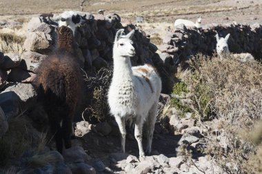 Coquesa çevresinde Llamas - Tahua Köyü, Salar de Uyuni, Bolivya