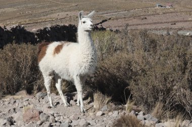 Coquesa çevresinde Llamas - Tahua Köyü, Salar de Uyuni, Bolivya