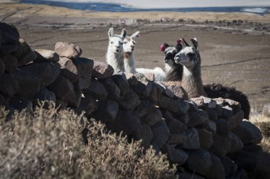Coquesa çevresinde Llamas - Tahua Köyü, Salar de Uyuni, Bolivya