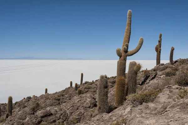 Trichoreceus Kaktüs Isla Incahuasi (Isla del Pescado-Balık Adası) dünyanın en büyük tuz ovası Salar de Uyuni, Bolivya ortasında
