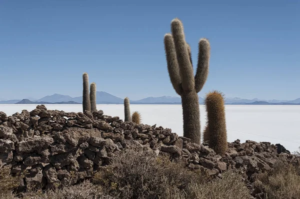 Trichoreceus Kaktüs Isla Incahuasi (Isla del Pescado-Balık Adası) dünyanın en büyük tuz ovası Salar de Uyuni, Bolivya ortasında