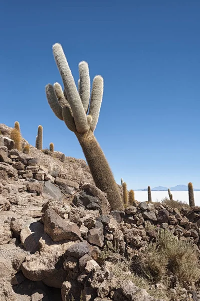 Trichoreceus Kaktüs Isla Incahuasi (Isla del Pescado-Balık Adası) dünyanın en büyük tuz ovası Salar de Uyuni, Bolivya ortasında
