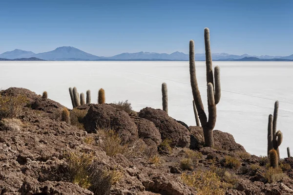 Trichoreceus Cactus Isla Incahuasi Isla Del Pescado Fish Island Nel — Foto Stock