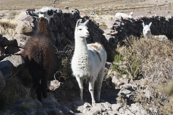 Llamas Las Cercanías Coquesa Pueblo Tahua Salar Uyuni Bolivia — Foto de Stock