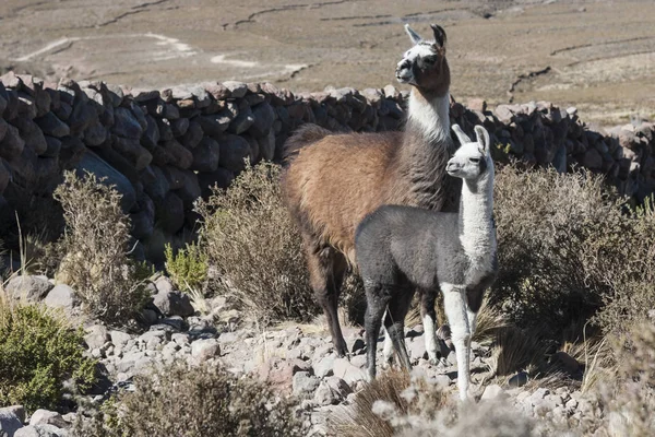 Llamas Las Cercanías Coquesa Pueblo Tahua Salar Uyuni Bolivia — Foto de Stock