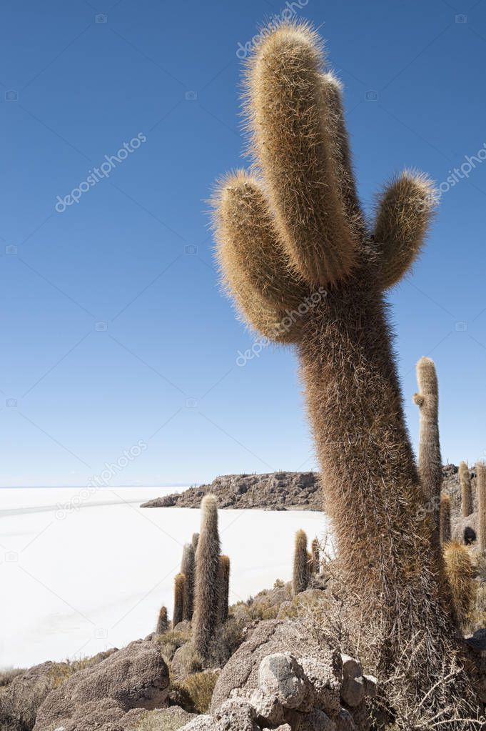 Trichoreceus Cactus on Isla Incahuasi (Isla del Pescado-Fish Island) in the middle of the world's biggest salt plain Salar de Uyuni, Bolivia