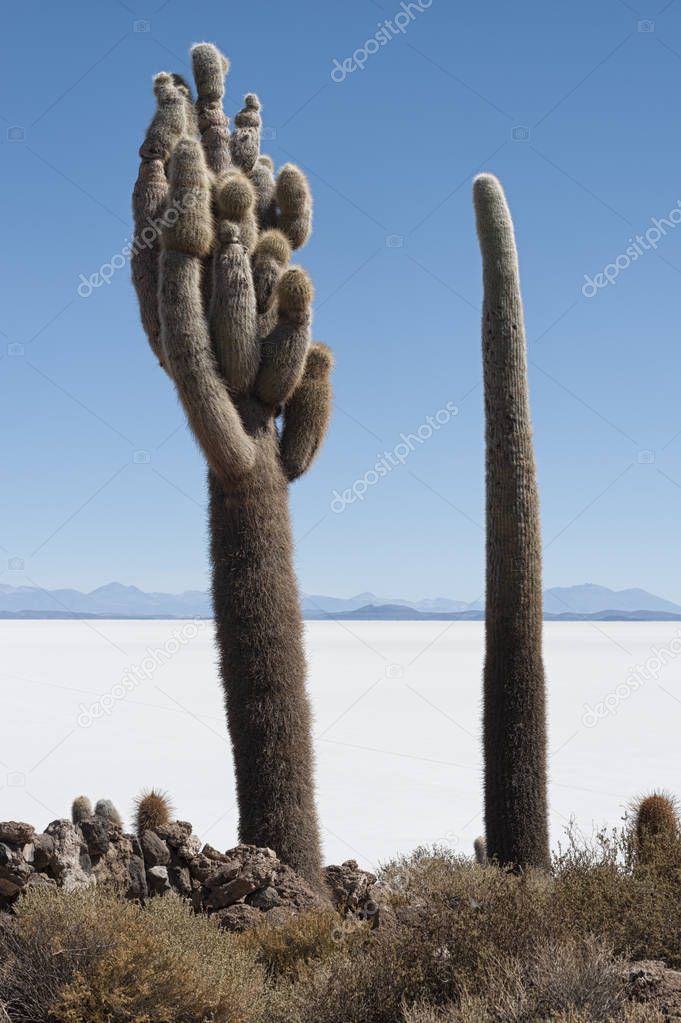 Trichoreceus Cactus on Isla Incahuasi (Isla del Pescado-Fish Island) in the middle of the world's biggest salt plain Salar de Uyuni, Bolivia