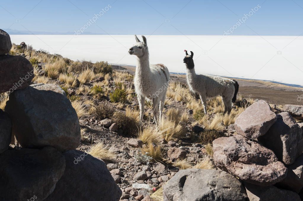 Llamas in the vicinity of Coquesa - Tahua Village, Salar de Uyuni, Bolivia