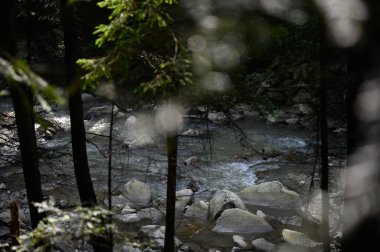 Dağ nehri su manzarası. Dağlardaki vahşi nehir