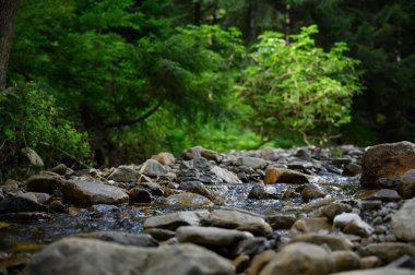 Dağ nehri su manzarası. Dağlardaki vahşi nehir