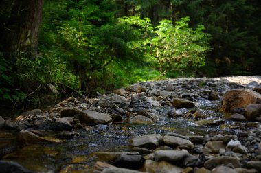 Dağ nehri su manzarası. Dağlardaki vahşi nehir