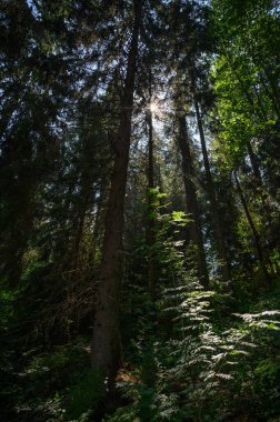 Ağaçların arasından gelen güneş ışığıyla yeşil orman manzarası