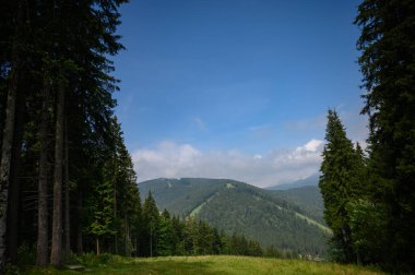 Karpatlar 'ın yaz manzarası güneş ve çam ağaçlarıyla kaplı. Bulutlu güneşli gökyüzü