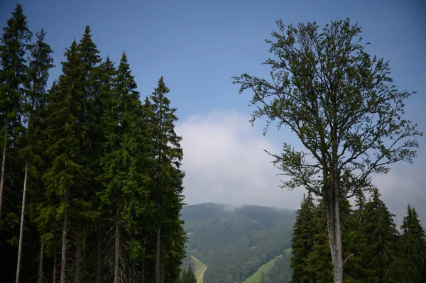 Karpaten Sommerlandschaft Mit Sonne Und Latschenkiefern Sonniger Himmel Mit Wolken — Stockfoto