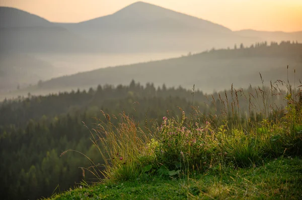 Berge Sommer Sonnenuntergang Landschaft Mit Sonne Und Latschenkiefern — Stockfoto