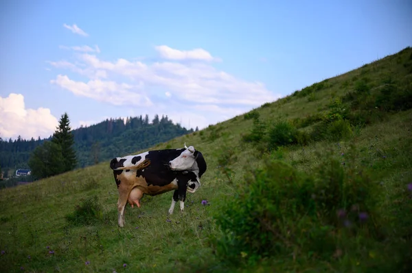 Happy cow free range grass fed in the mountains