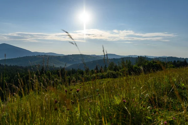 Berglandschaft Mit Sonne Und Latschenkiefern Sonnenaufgang — Stockfoto