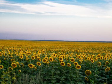 Gün batımında çiçek açan ayçiçeği tarlası
