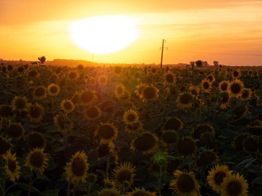Gün batımında çiçek açan ayçiçeği tarlası