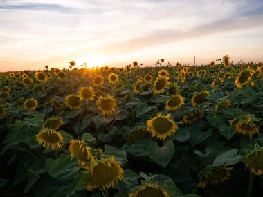 Gün batımında çiçek açan ayçiçeği tarlası